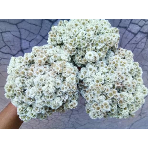 WOODEN DECOR - DEKORASI - BUNGA DANDELION KRISAN PALSU - BUNGA EDELWEIS - PAJANGAN BUNGA ARTIFICIA-8