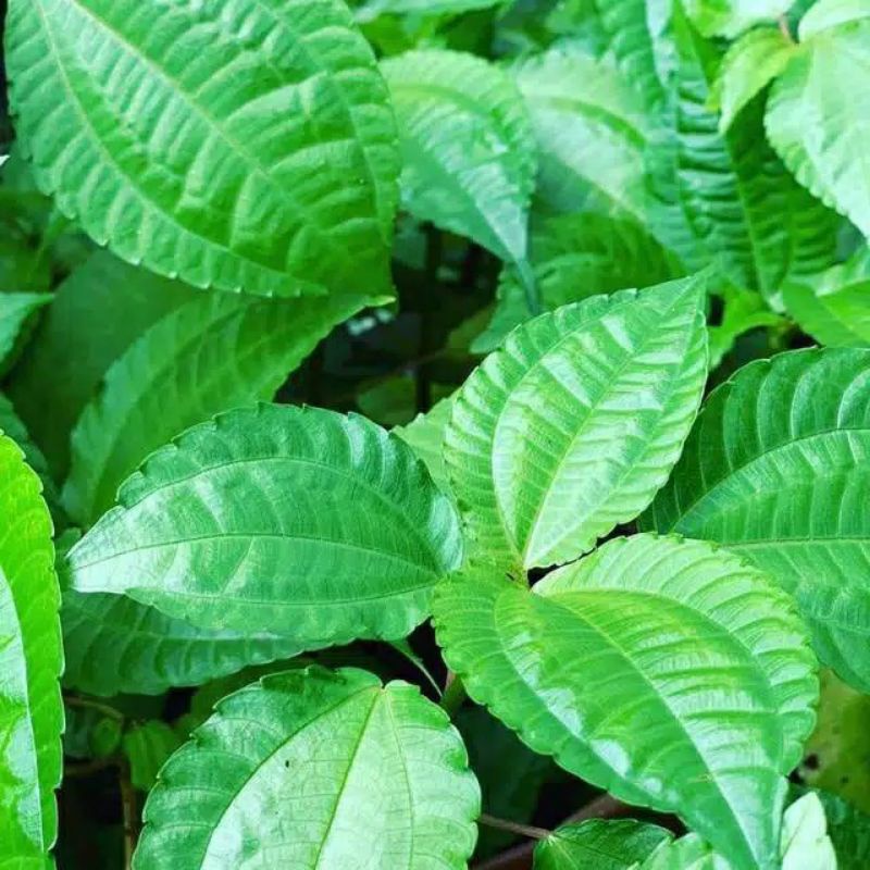 

Daun pohpohan per ikat