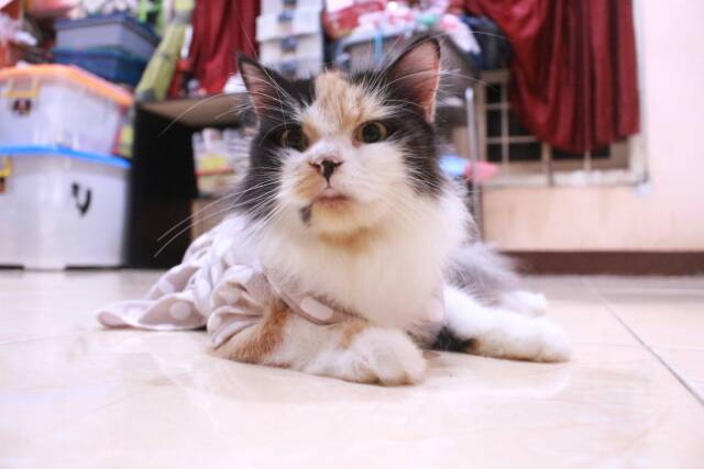 Kaos dress polkadot untuk kucing dan anjing lucu / baju kucing murah size S M L XL