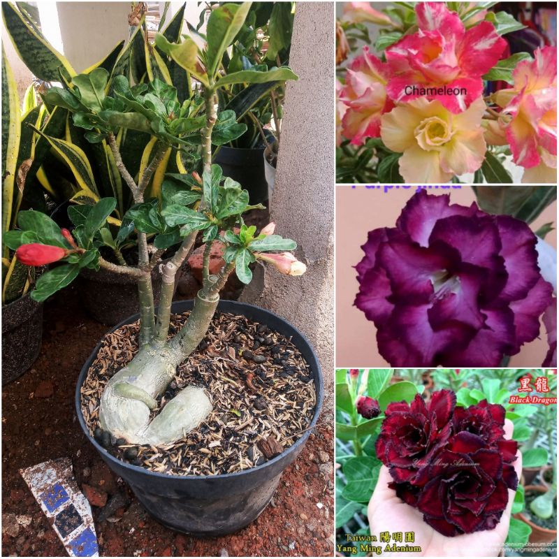 Adenium kamboja bunga Tumpuk 3 warna lagi  kuncup bunga
