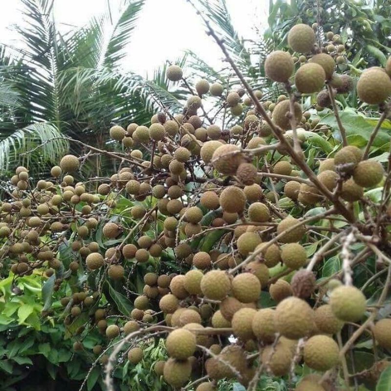 Bibit kelengkeng Giant Longan