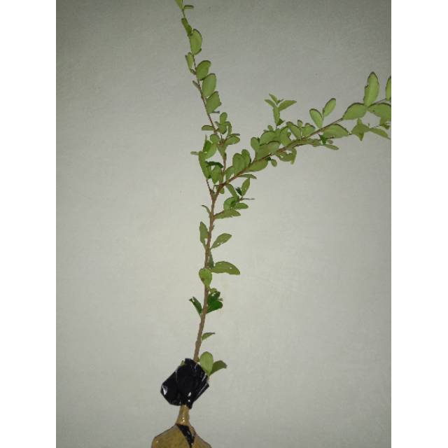 Bibit Bahan Bonsai Sianci
