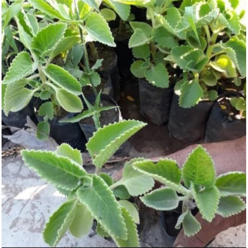 Tanaman pohon cocor bebek//tanaman herbal cocor bebek