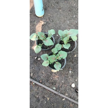 caladium Srikandi daun ganda