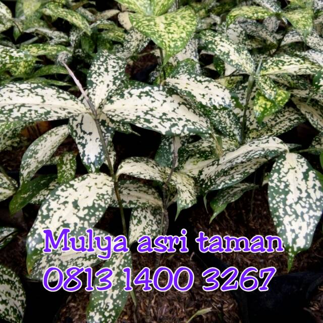 Tanaman hias bambu dracena florida, pohon drasena florida, tanaman drasena florida