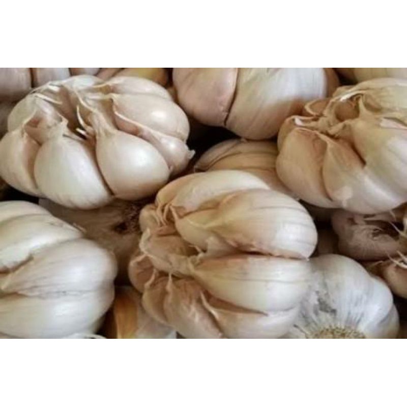 

Bawang Putih