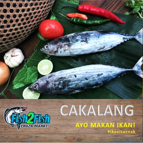 

Ikan Cakalang Frozen Beku Segar