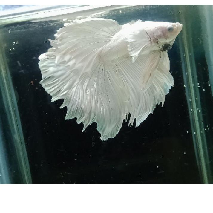 Depan ikan cupang halfmoon rosetail white platinum halfmoon putih