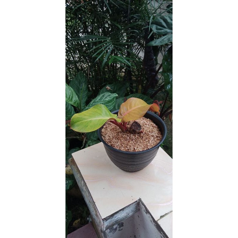 PHILODENDRON PRINCE OF ORANGE