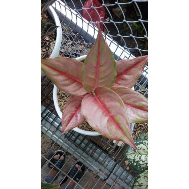 PROMO anakan aglonema LOD Light Of Diamond