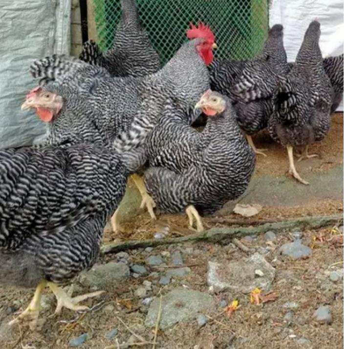 

➤ Telur ayam Barred Rock / Plymouth Rock ory impor. Telur Fertil Untuk di tetaskan ☢