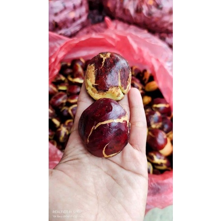 

Jengkol Tua Kualitas Super