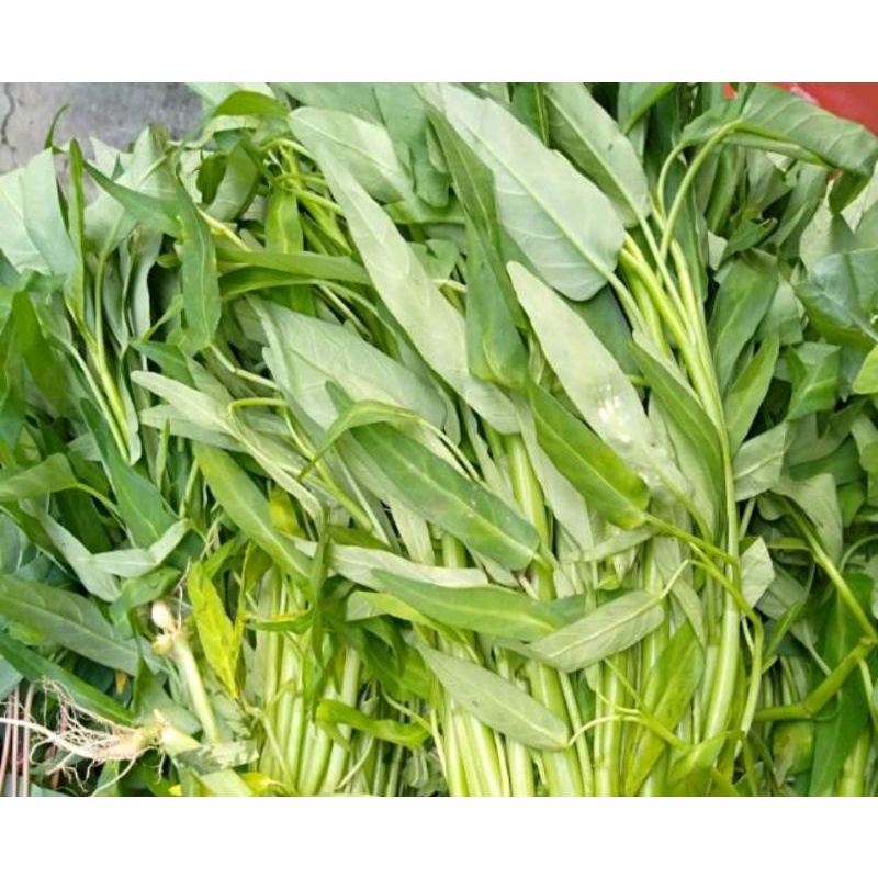 

Kangkung segar 1 IKAT