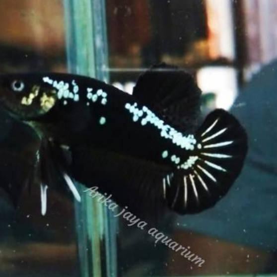 Get Harga Ikan Cupang Black Mamba Png