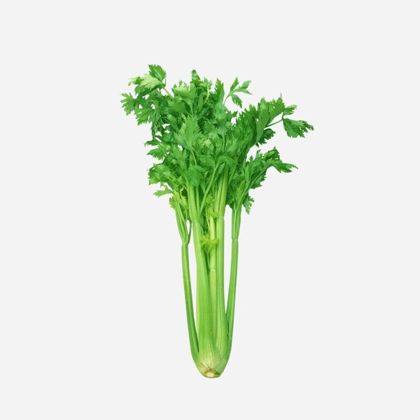 

Daun Seledri / Celery Segar 500 gr & 1 kg