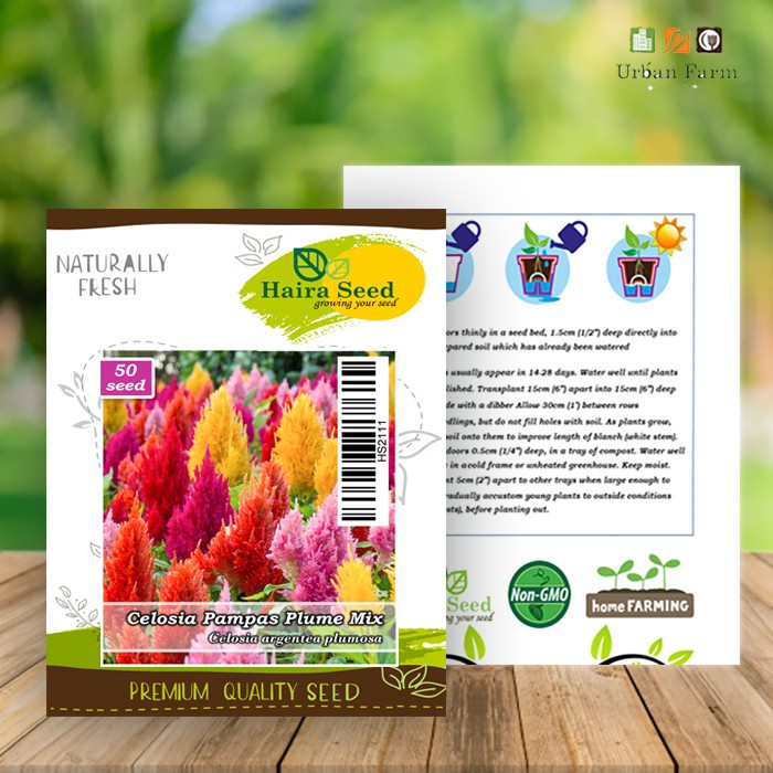 Benih-Bibit Bunga Celosia Pampas Plume Mix (Haira Seed)