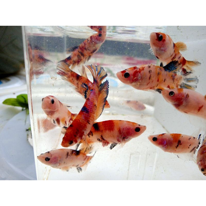 cupang /Paket 4 ekor nemo galaxy female (FULL EGG)