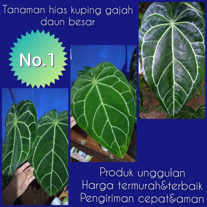 tanaman kuping gajah besar