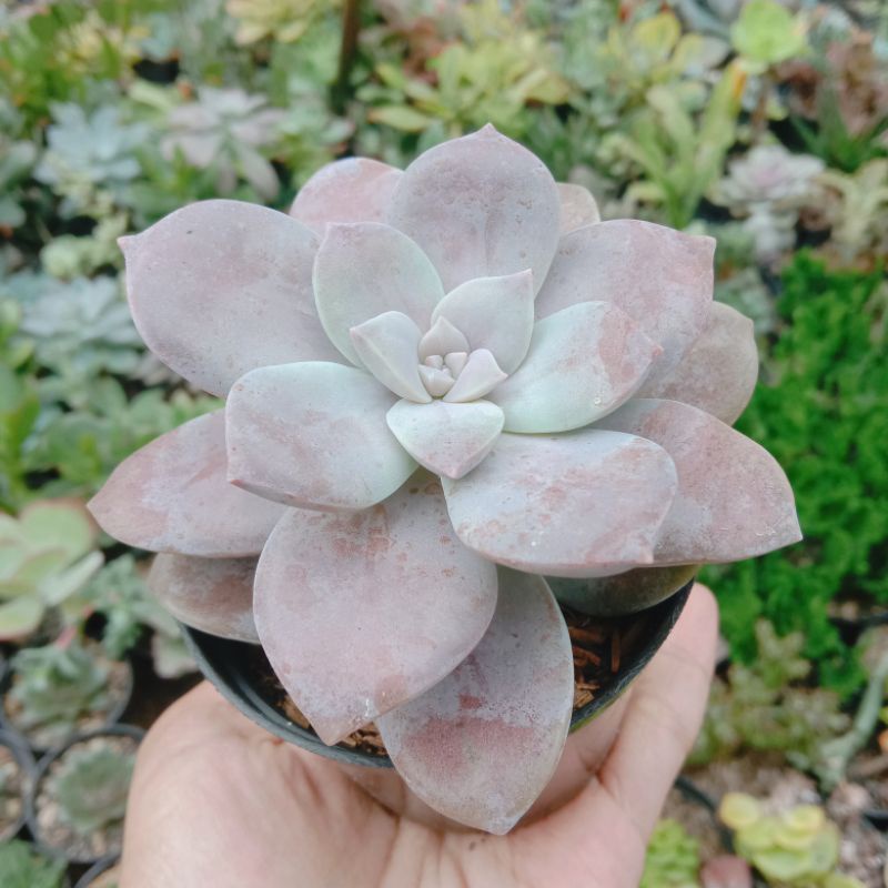 sekulen graptoveria superbum