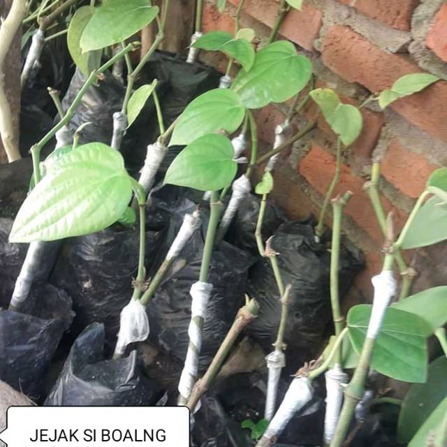 BIBIT LADA HIJOU ATOU LADA PUTIH