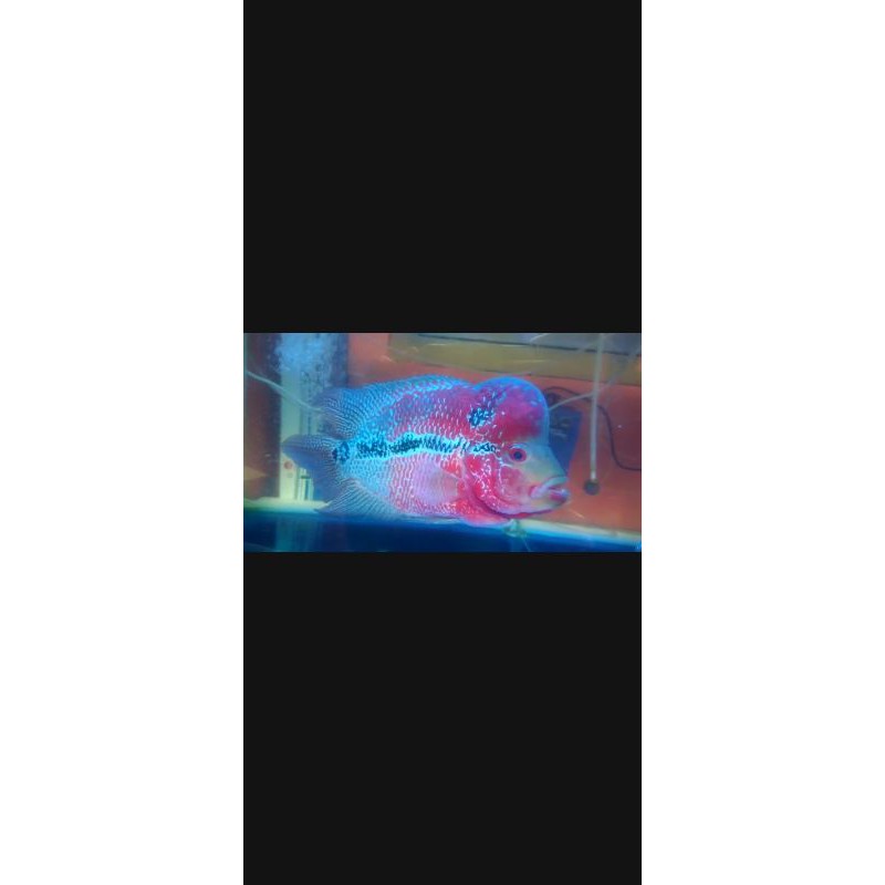 

ikan louhan SRD ori thailand