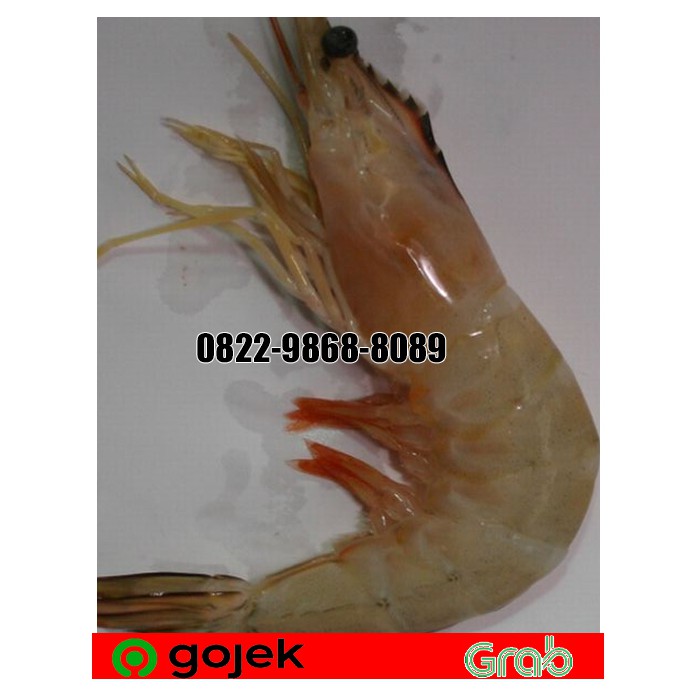 

PROMO UDANG JERBUNG @1 KG - Size 50 /UDANG LAUT /UDANG Laut SEGAR