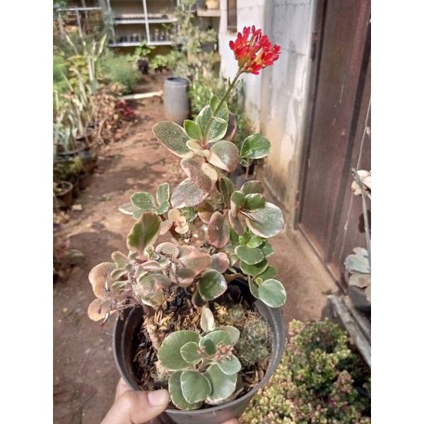 Kalanchoe Varigata / Cocor Bebek Varigata Bunga Merah