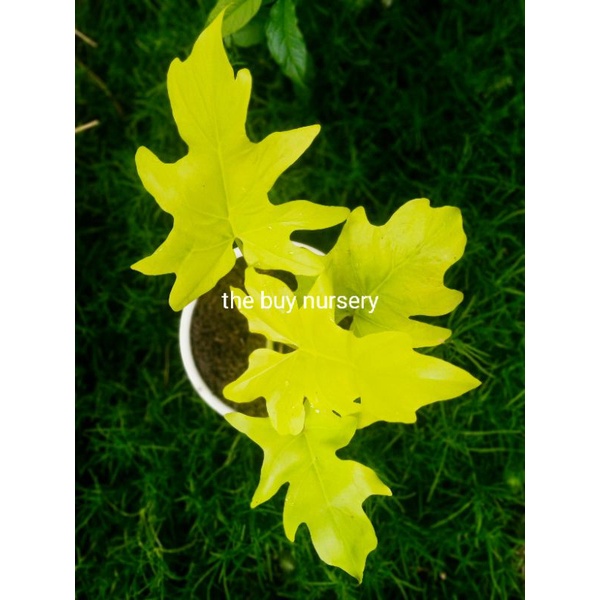 philodendron golden finger / philodendron warscewiczii