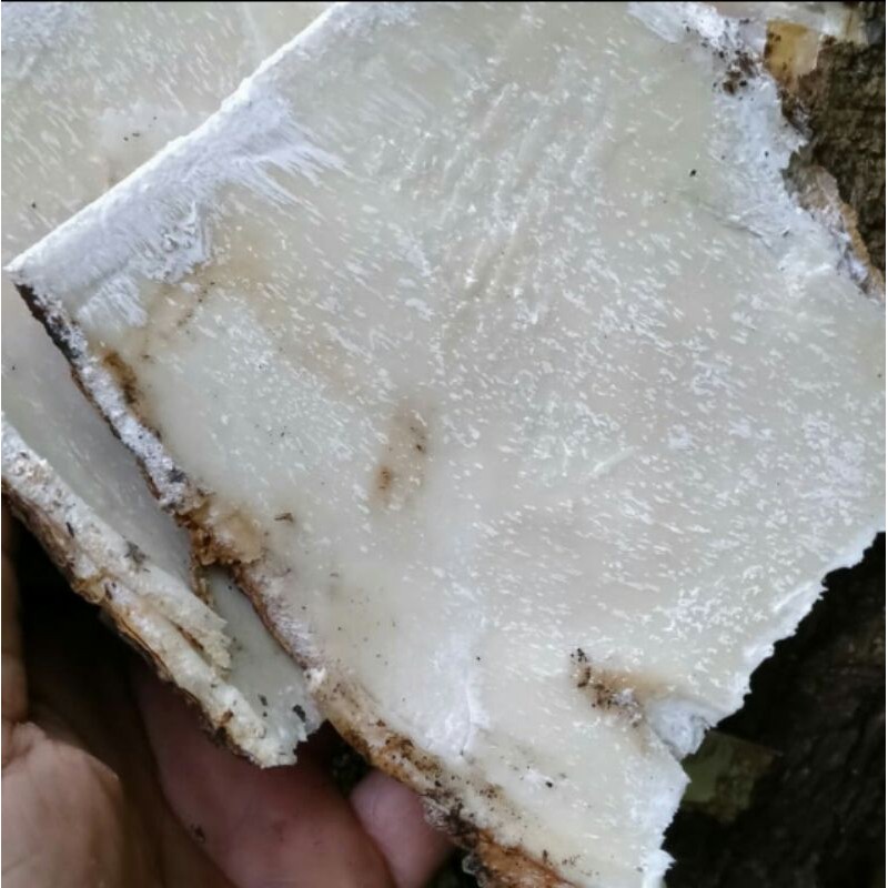 promo harga jual kulit lame pulay atau kayu gabus obat darah tinggi