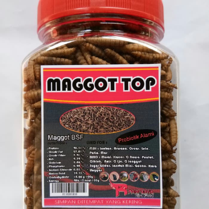 Maggot Toples Isi 100 Gram Pakan Burung Ikan Louhan Arwana Lele