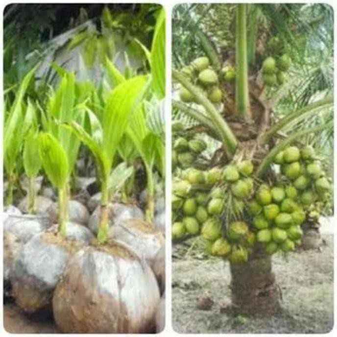 Bibit Kelapa Hijau Hibrida Super, Buahnya Besar, Banyak. B4Ck