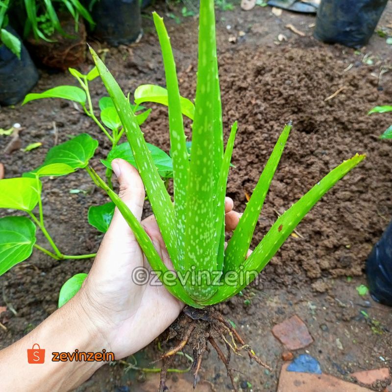 

Bibit Lidah Buaya / Aloe Vera | Tanaman Obat Keluarga (TOGA)