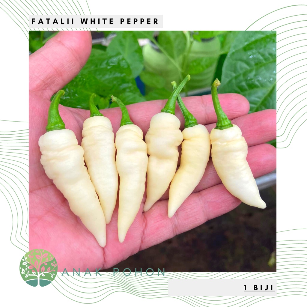 Benih Bibit Biji - Cabai Fatalii White Cabe Putih Super Pedas Pepper Seeds