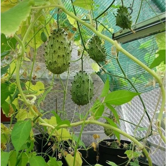 Benih Bibit Biji - Buah Kiwano Horned Melon (Timun / Melon Tanduk Berduri) Seeds