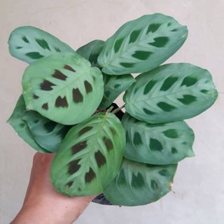 Tanaman hias calathea  levonero  tanaman calatea levonero  