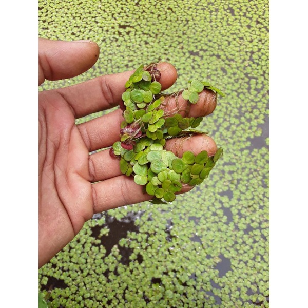 Jual Tanaman Air Hias Mata Lele Lemna Minor Duckweed Pakan Ikan Shopee Indonesia 3965