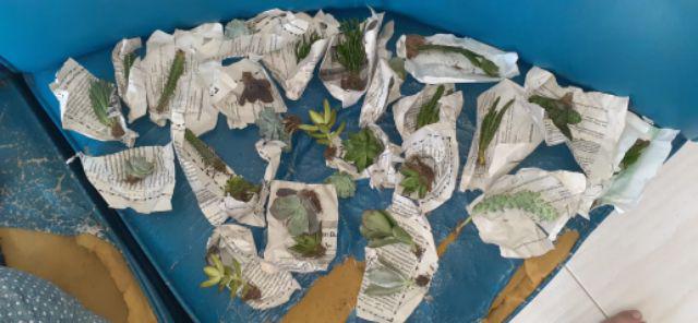 Kaktus Sukulen Paket 50 Pohon Bonus 50 Pot