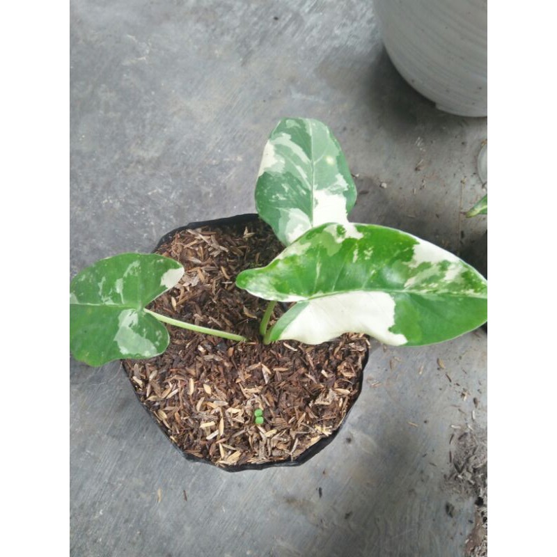 Bibit Keladi Varigata/Alocasia Varigata