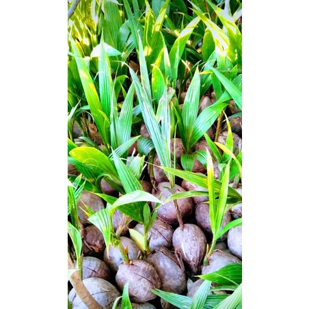 Bahan Bonsai kelapa Gading