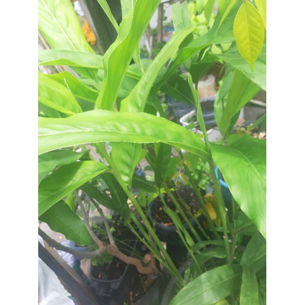 

bibit lengkuas/laos organik