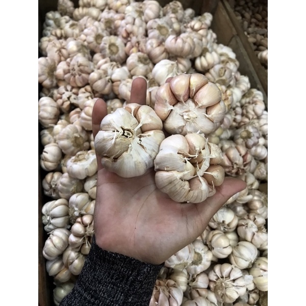 

Bawang putih segar / bawang putih higienis / bawang putih murah / bawang putih murah lebay