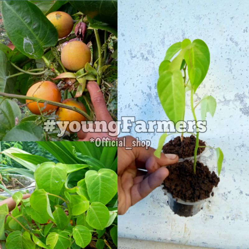 benih konyal madu / markisa manis