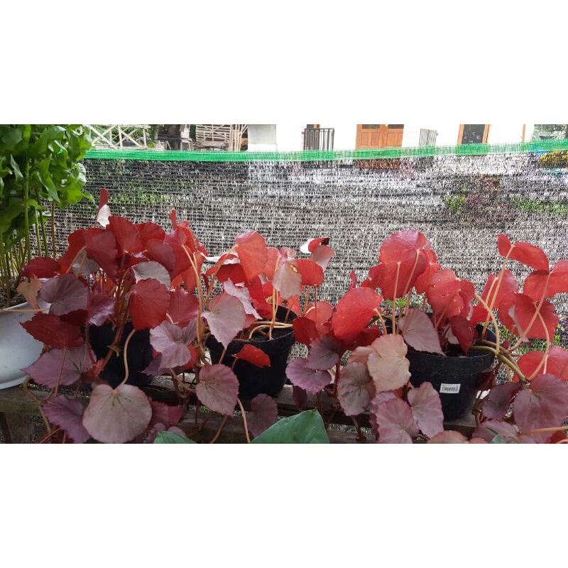 Bibit begonia merah (berakar). begonia silver red