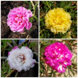 Stek Mossrose Portulaca Lokal  Bunga Krokot Lokal  tolong 