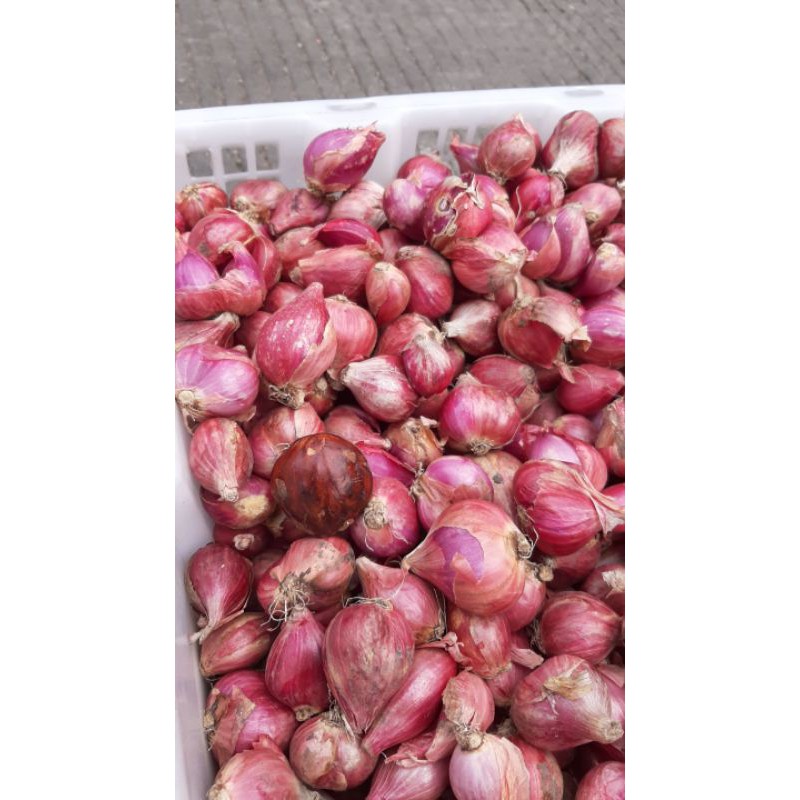 

Bawang Brebes Jumbo