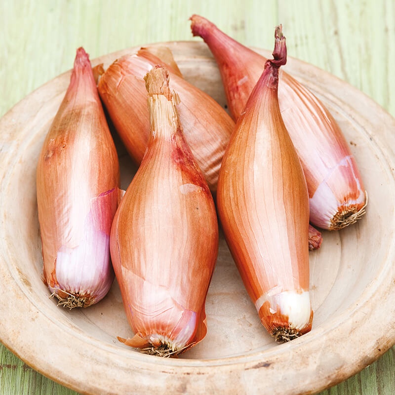 Benih Bibit Biji - Onion Shallot Zebrune Bawang Merah Pisang Seeds - IMPORT - Panen Dalam 100 Hari