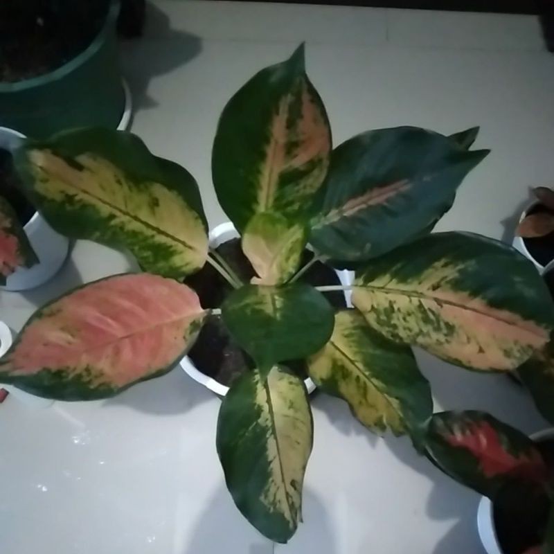 Kochin Tembaga Indukan