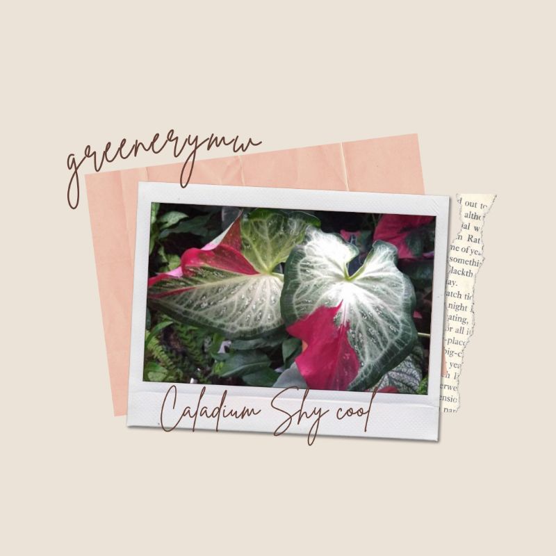 Keladi cat tumpah/ bibit shy cool, caladium shy cool, cat tumpah, anakan shy cool