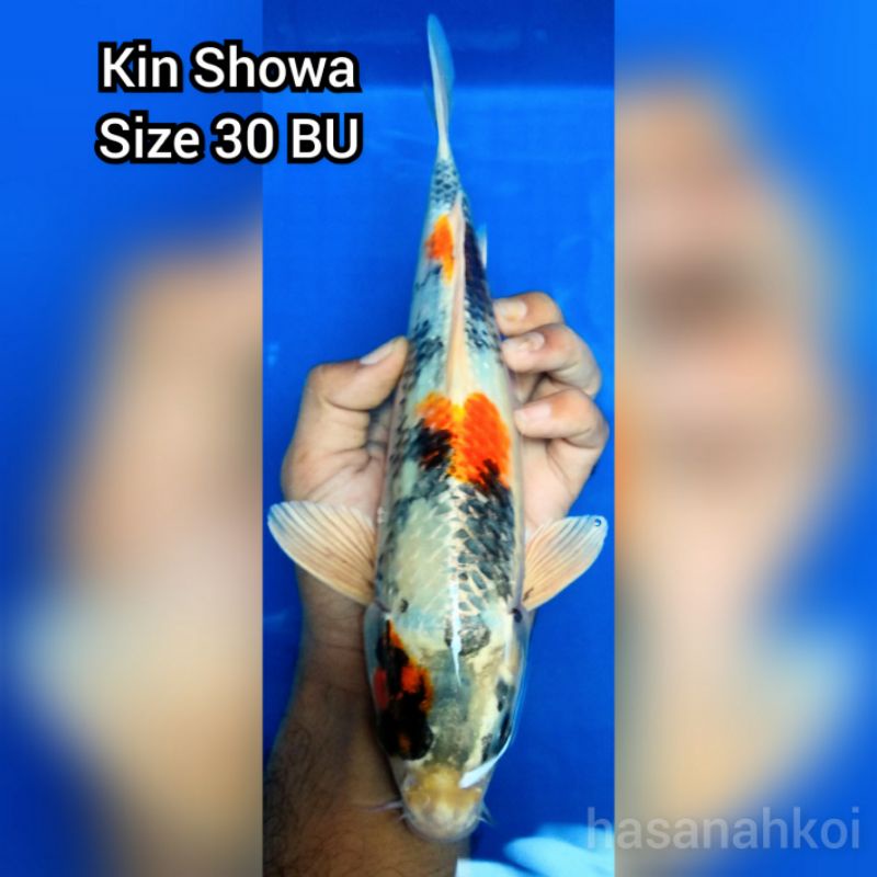 Ikan Koi Kin Showa 4008