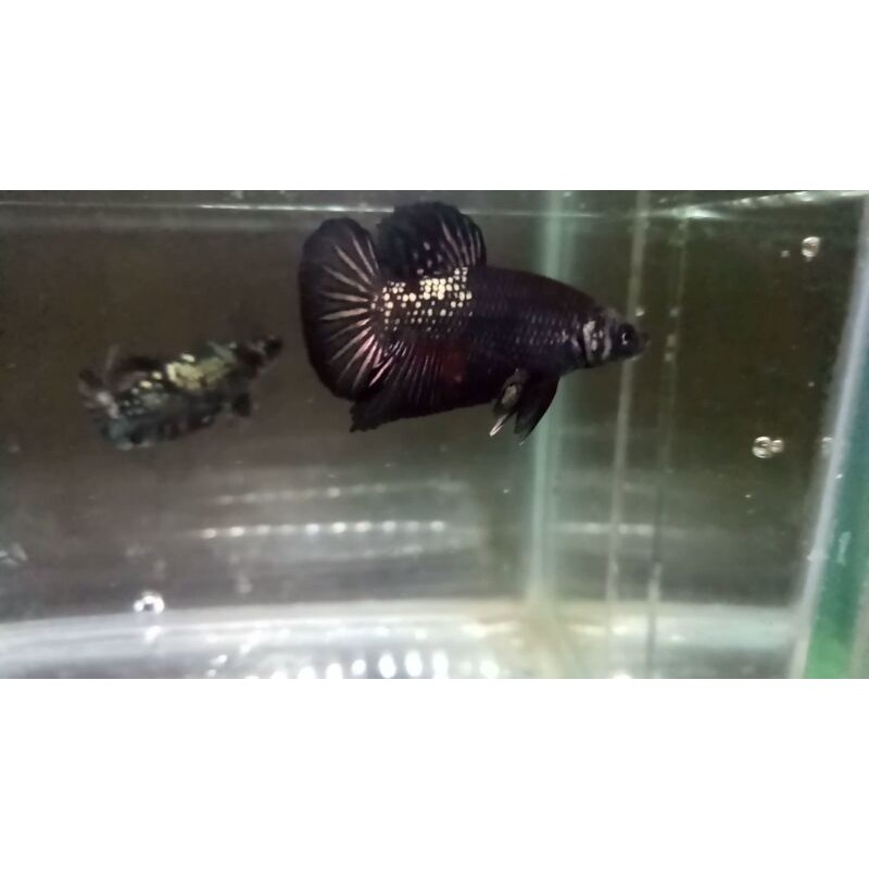 Ikan Cupang Jantan Avatar Cooper Gold